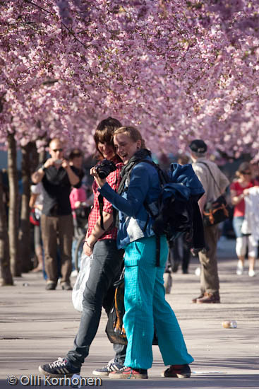 Two girls laughing under cherry blossoms in bloom.