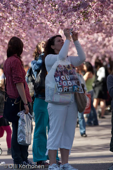 A woman taking a photo under cherry blossoms in bloom.