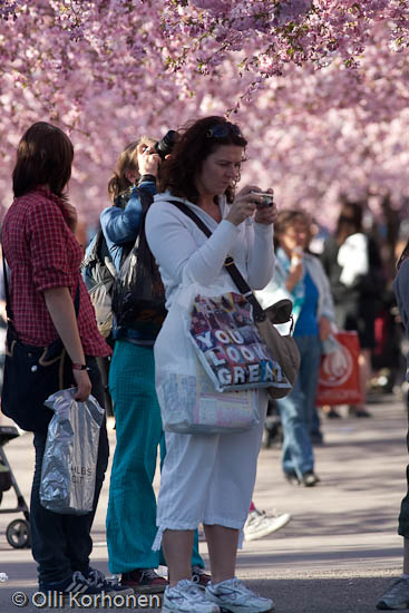 A couple taking a photo under cherry blossoms in bloom.