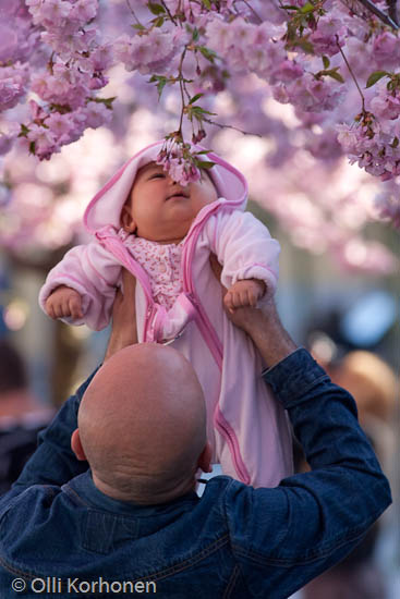 A baby sniffing a cherry blossom in bloom.