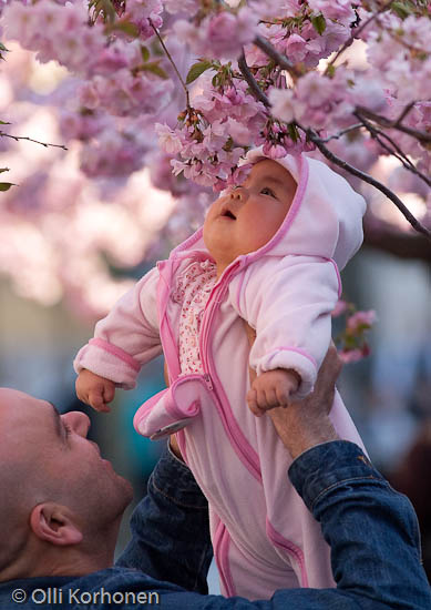 A baby sniffing a cherry blossom in bloom.