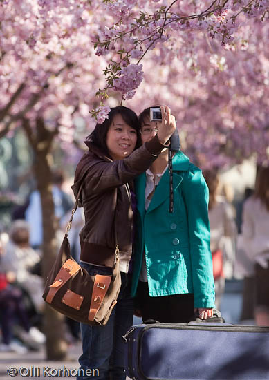 Two girls taking a photo under cherry blossoms in bloom.