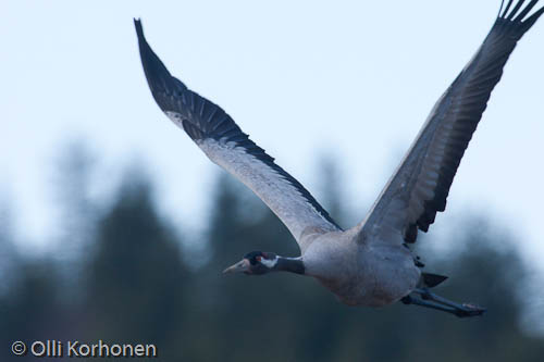 Lentävä kurki lähikuvassa, common crane, grue cendrée, grus grus, trana, Kranich, lentää, flight, kuva, photo