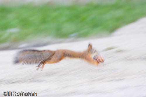 kuva, orava, squirrel, red squirrel, écureuil, Sciurus vulgaris, ekorre, Eichhörnchen, photo