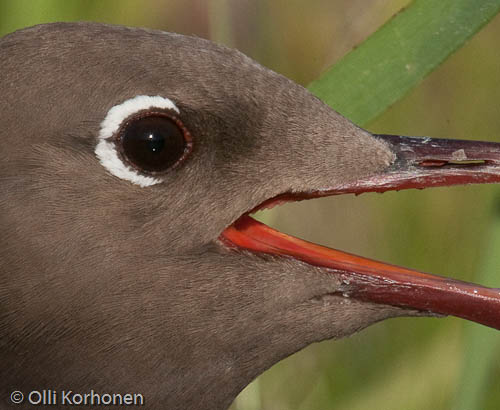 black-headed gull, mouette rieuse, larus ridibundus, skrattmås, kuva, photo