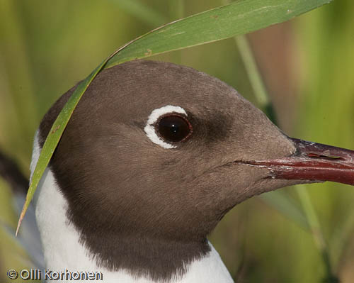 black-headed gull, mouette rieuse, larus ridibundus, skrattmås, kuva, photo