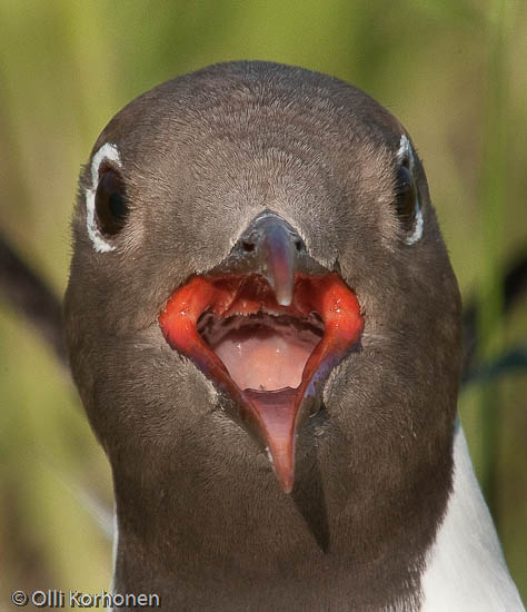 black-headed gull, mouette rieuse, larus ridibundus, skrattmås, kuva, photo