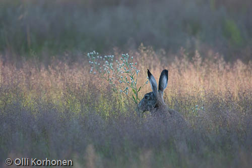 lepus europaeus, European hare, brown, brown hare, Feldhase, lièvre d'Europe, fälthare, kuva, photo