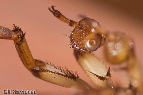 Keltalaitasukeltajia, Dytiscus marginalis, imukuppi, suction cup, kuva, photo