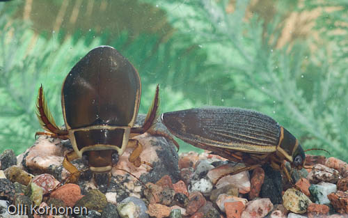 Keltalaitasukeltajia, Dytiscus marginalis, kuva, photo