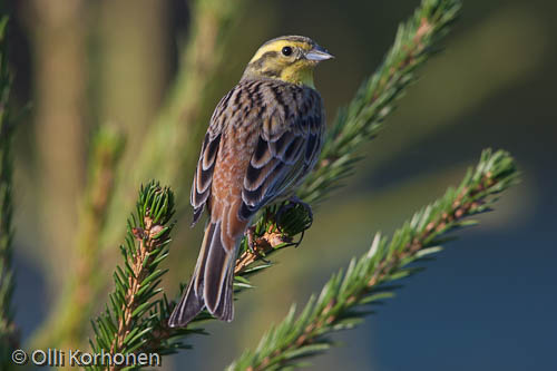 Kuva, photo, foto: keltasirkku, yellowhammer, bruant jaune, emberiza citrinella, gulsparv, Goldammer