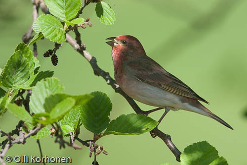 Kuva, photo, Foto, punavarpunen, Common Rosefinch, Roselin cramoisi, Carpodacus erythrinus, Rosenfink, Karmingimpel