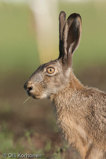 Kuva, photo, foto: rusakko, lepus europaeus, European hare, brown, brown hare, Feldhase, lièvre d'Europe, fälthare