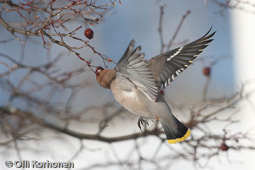 Kuva, photo, foto: tilhi, waxwing, jaseur boréal, bombycilla garrulus, sidensvans, Seidenschwanz