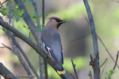 Kuva, photo, foto: tilhi, waxwing, jaseur boréal, bombycilla garrulus, sidensvans, Seidenschwanz