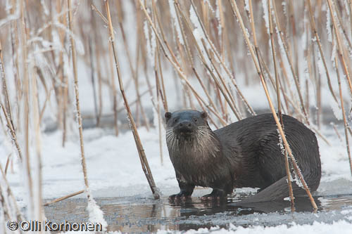 Photo: Otter on the edge of the ice.