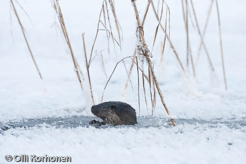 Photo: Otter peeps out of a hole in the ice.