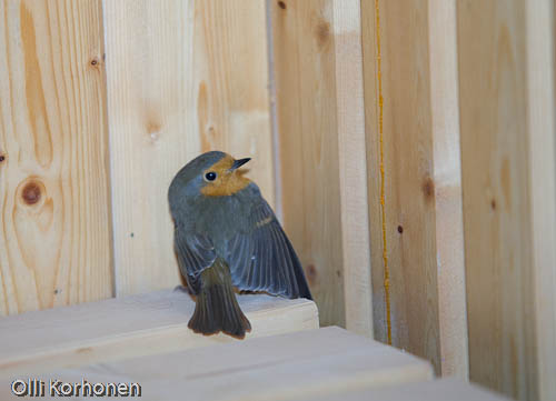 Kuva: Punarinta lämmittelee saunassa. Foto: A Robin in a sauna.