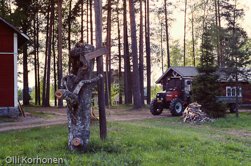 Kuva: Viirupöllöjen pystyyn nostetttu pesäpuu maatalon pihassa.