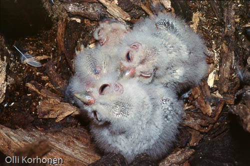 Kuva: Viirupöllön poikasia pesäkolossaan.