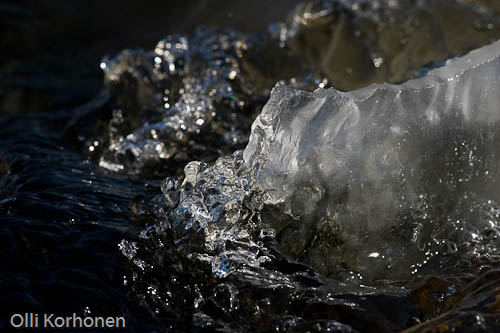 Kuva: Jääleijona kylpee kosken kuohuissa. Photo: Ice lion.