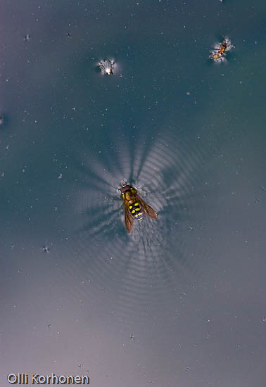 Kuva: Kukkakärpänen avaruudessa.