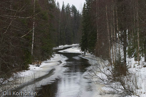 Kuva: Siipirikon joutsenen kotijoki.