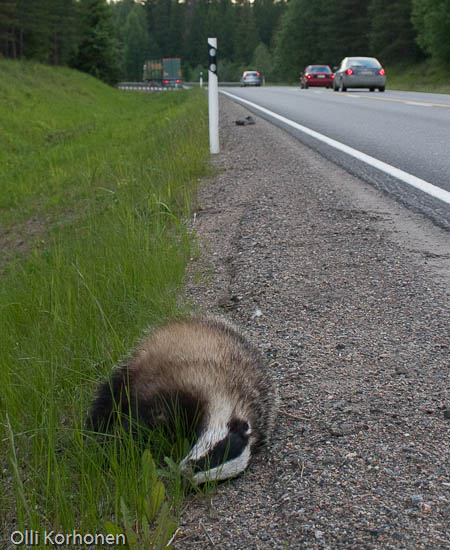 Kuva: Kuollut mäyrä tien vierellä.