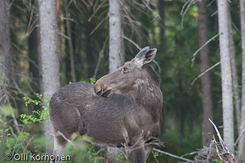 Kuva: Hirvi kuusikossa.