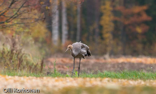 Kuva: nuori kurki ruskan keskellä, common crane, grue cendrée, grus grus, trana, Kranich