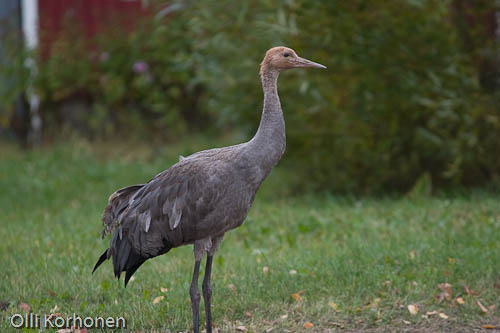 Kuva: kurki maatalon pihassa, common crane, grue cendrée, grus grus, trana, Kranich