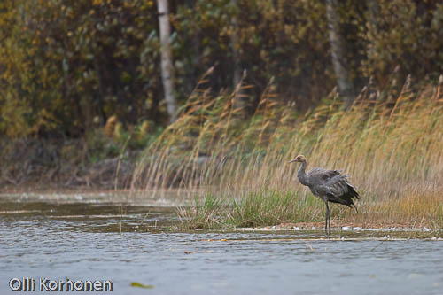 kuva: kurki kaislikkorannalla, common crane, grue cendrée, grus grus, trana, Kranich