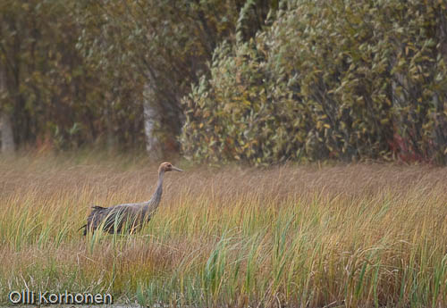 Kuva: kurki kaislikossa , common crane, grue cendrée, grus grus, trana, Kranich