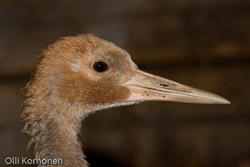 lähikuva, nuori kurki, common crane, grue cendrée, grus grus, trana, Kranich,