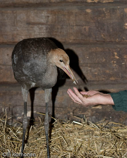 Kuva: Loukkaantunut kurki ottaa ruokaa kädestä.