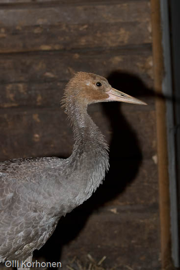 kuva: nuori loukkantunut kurki hoidettavana, common crane, grue cendrée, grus grus, trana, Kranich