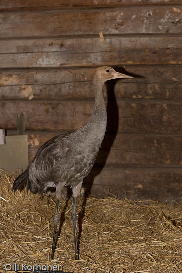 kuva, nuori loukkaantunut kurki tallissa, common crane, grue cendrée, grus grus, trana, Kranich