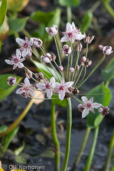 Kuva: Sarjarimpi, Butomus umbellatus