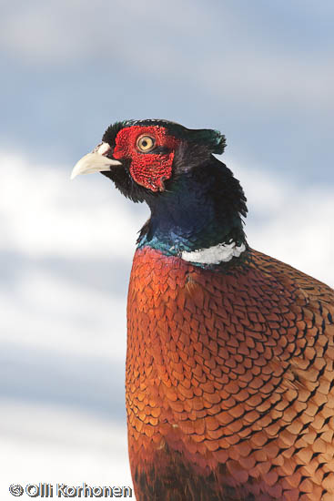 Fasaanikoiras , Phasianus colchicus. Lähikuva.