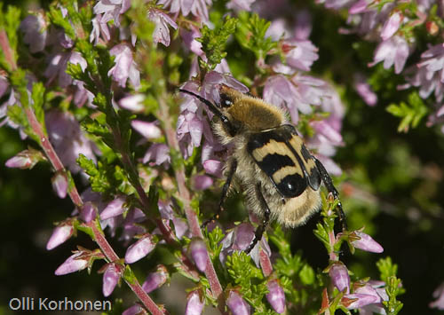 Kimalaiskuoriainen, Trichius fasciatus