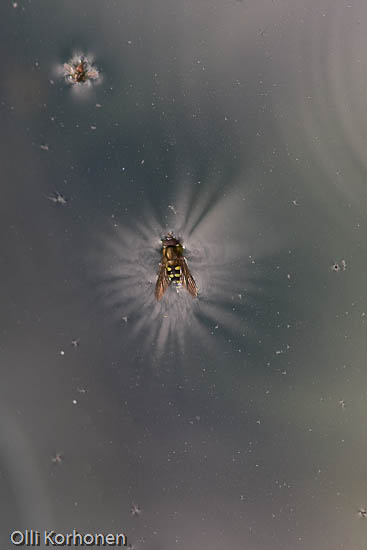 Kukkakärpänen avaruudessa kuin pyrstötähti.