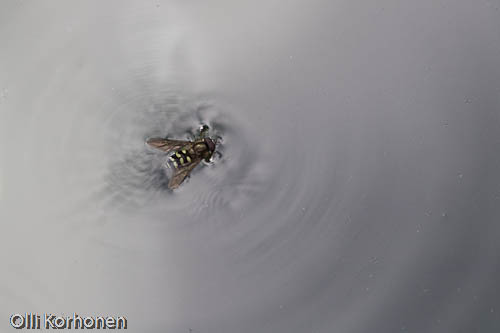 Kukkakärpänen sumupilven keskellä vesialtaassa.