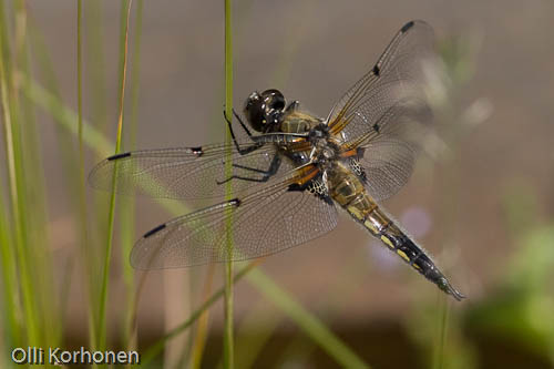 ruskohukankorento  (Libellula quadrimaculata)