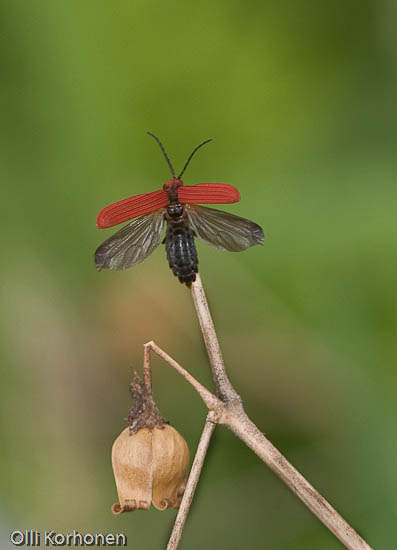 Rusokuoriainen, Lygistopterus sanguineus