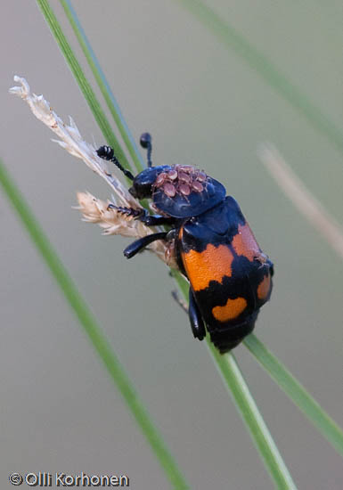 Pikkuturkkilo, Nicrophorus vespilloides