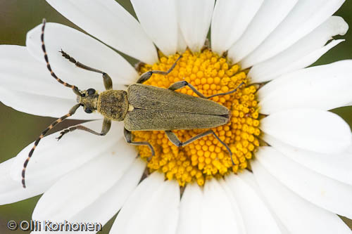 Viherkukkajäärä, Anoplodera virens, päivänkakkara