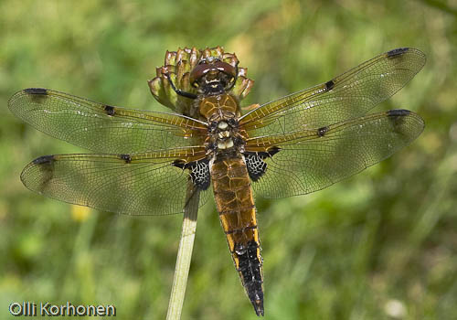 ruskohukankorento, Libellula quadrimaculata f. praenubila, A  Four-spotted chaser 