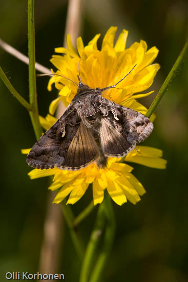 Gammayökkönen, Autographa gamma