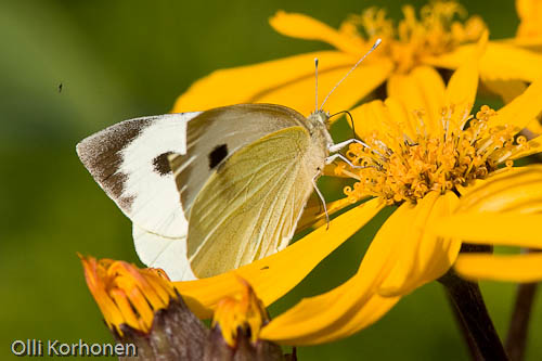 Kaaliperhonen, Pieris brassicae, vaeltaja, kallionauhus