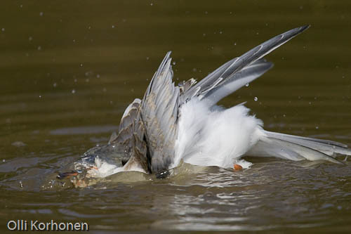 Kalatiira kylpee. Common tern having a bath.